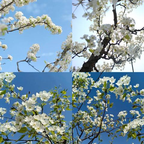 梨花开处待君来，精心筹备迎盛会——东代固镇梨花节筹备进行时