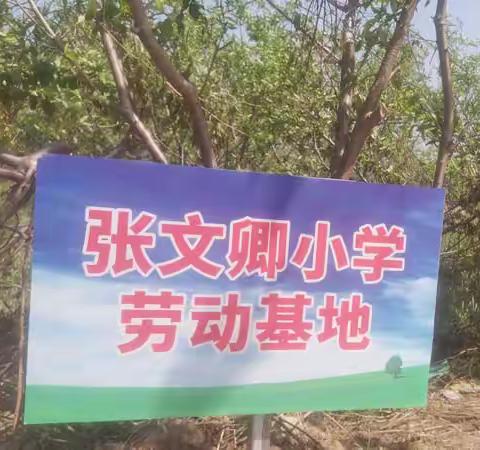研学砺心智，劳动促成长——张文卿小学开展劳动实践研学活动