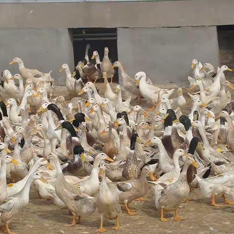 禽医老葛讲：跨年鸡鸭鹅饲养管理应注意哪些问题