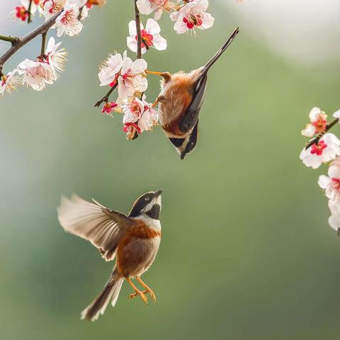 我的花鸟图