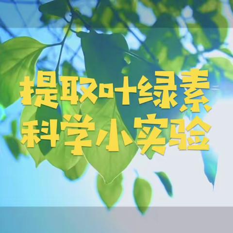 科学小实验—提取叶绿素