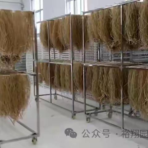 千城百县看中国｜河北灵寿：红薯粉条加工忙 致富增收产销旺