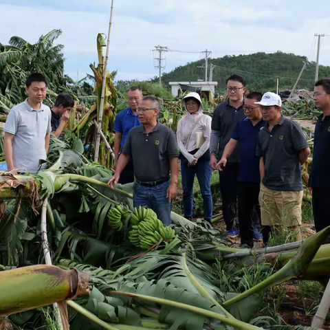 县现代农业发展服务中心联合国家香蕉（芒果）产业技术体系专家深入受灾一线开展灾情调研与灾后技术服务