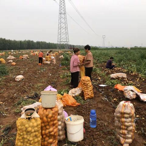 高村：土豆喜获丰收  助力乡村振兴