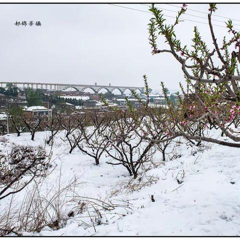 桃花盛开的村庄―――――北渡海村