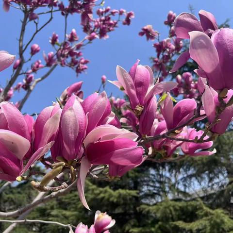 春暖年出彩，花开向美好