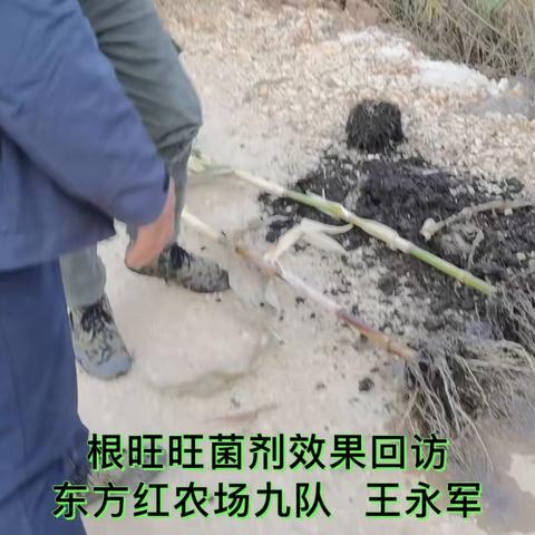 大杨树东北农化服务万里行纪实23年下册