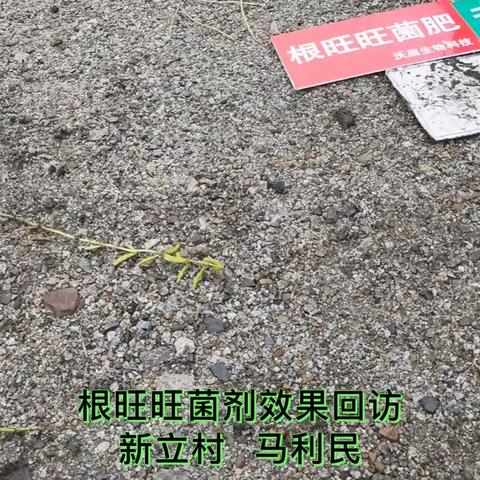 嫩江东北农化服务万里行纪实