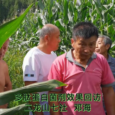 杨木东北农化服务万里行纪实
