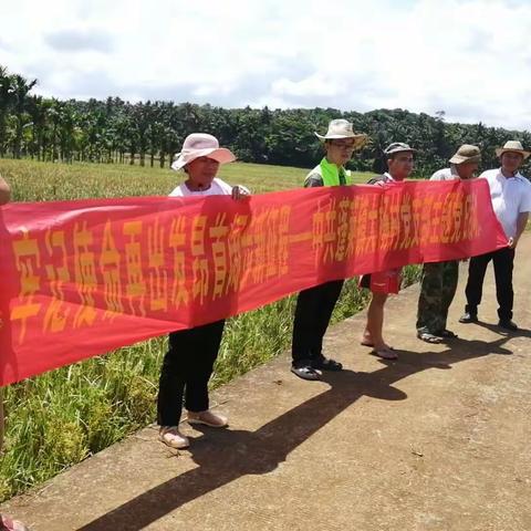 蓬莱镇大杨村治水中队开展治水活动