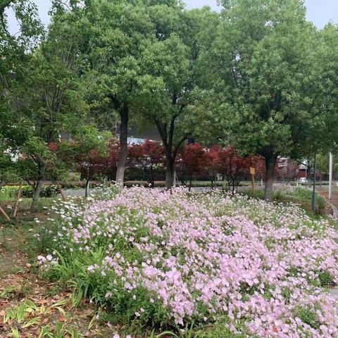 四月走园——滨水绿地