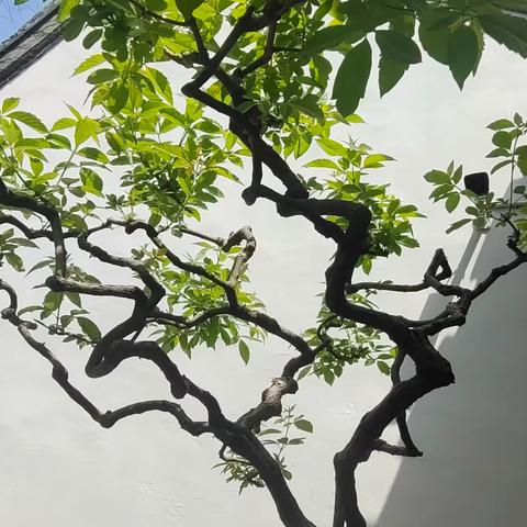 七月走园——逸圃