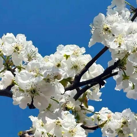 隰县第四幼儿园宝二班园本主题课程—“与梨相约”