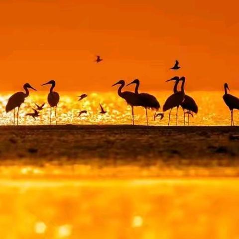 2024年12月婺源&鄱阳湖越冬候鸟精品六日观鸟摄影创作团