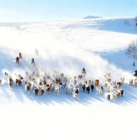 2025-2026冬雪坝上6天往返4天摄影团