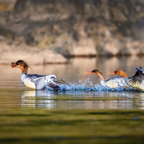 【婺源鄱阳湖拍鸟】12月25日一12月31日往返7天 婺源鄱阳湖鸟类精品摄影团