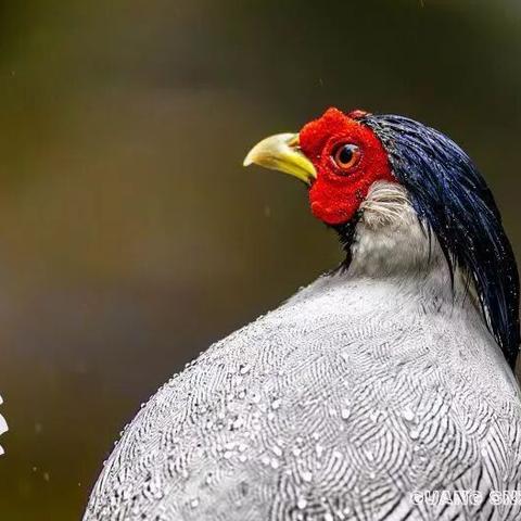 【福建拍鸟】11月14日-18日 往返5日 福建拍摄永安市丰田村多场景白鹇 白颈长尾雉