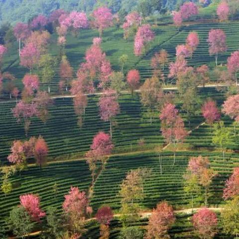 【云南秘境】12月10日-12月22日往返13天 云南无量山樱花谷-腾冲银杏村-人神共居丙中落-秋那桶-独龙江摄影创作