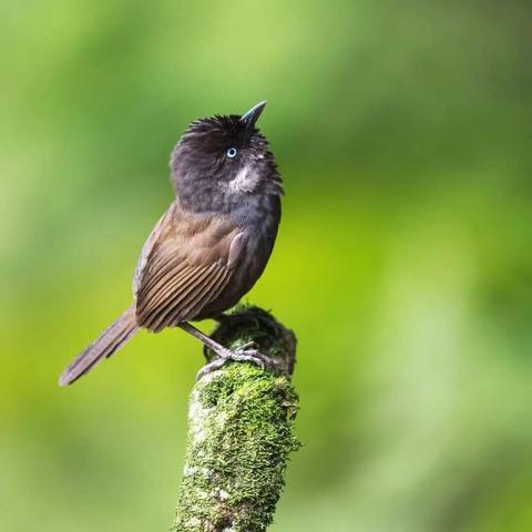 【弄岗拍鸟】12月17-24日 往返8天广西 崇左&弄岗&那坡拍摄白头叶猴及各类珍稀鸟类