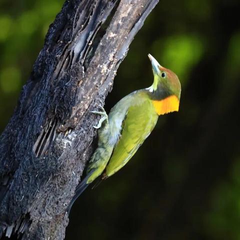 【云南拍鸟】12-2月  往返9天 云南鸟类生态摄影