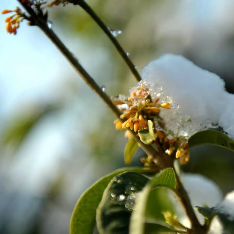 《花雪之恋》 时空转换，隆冬，又是花与雪相约的时节，追恋故友，和谐相依.....珍惜这梅破春近的美好时光吧！