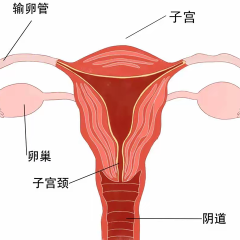 切除子宫，会加速衰老？影响性生活？