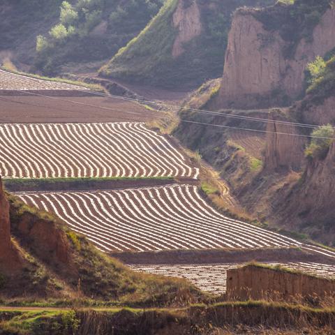 寿阳的旱地赛元阳——又见春播