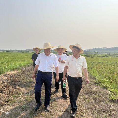 儋州市王五镇东光村委会旱改水土地整治项目顺利通过市级新增耕地验收