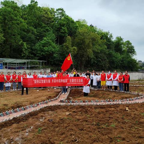 坚持以党建引领 开辟中药种植园－－凤冈县中医医院琊川分院党支部开展主题党日活动