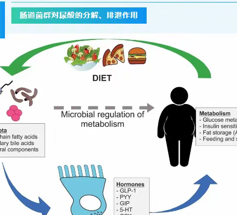 高尿酸不再是困扰！医学界最新突破，轻松降低尿酸水平的绝密方法大揭秘！