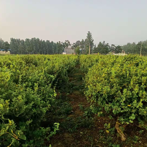 特色种植金银花，带动产业助振兴          ----古营集镇张七庄村“党建+807”工程典型案