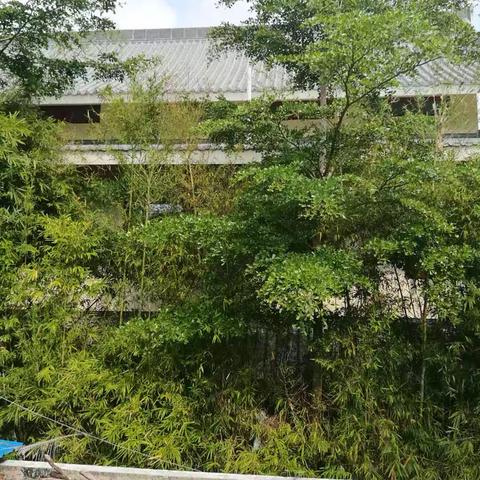 福山论点与中国道路