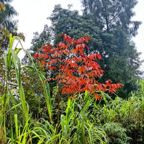 千里眼 顺风耳的简篇