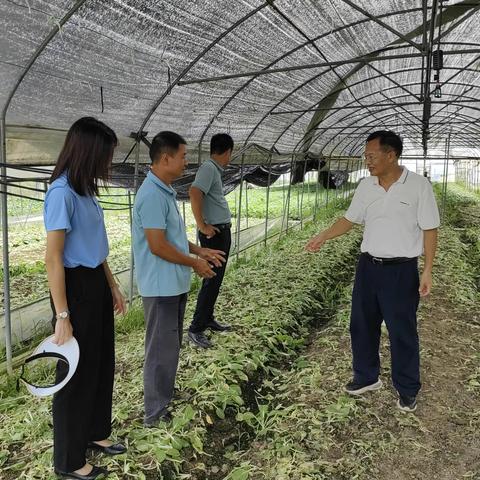 区农服中心组织农技人员指导农户做好农作物防御台风工作