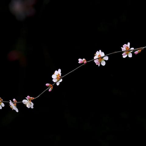 乱花渐欲迷人眼