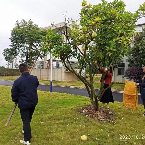 瓜果飘香季 采摘正当时