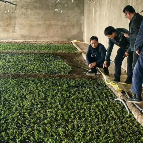 管护巡查“不打烊” 花苗成长“加速度”