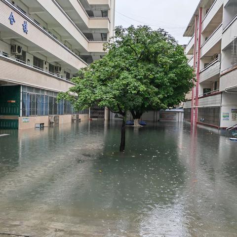 水退“我”进，洁净校园，再现眼前