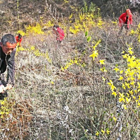 山乡种连翘 开出致富花