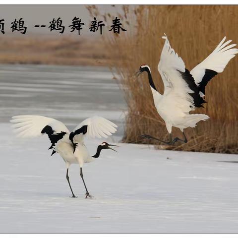 2023年一月我的每日一鸟