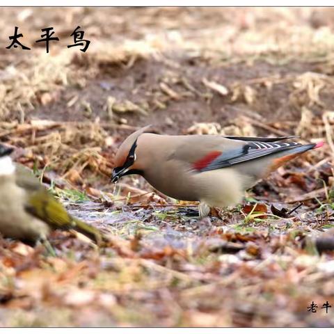 2023年二月我的每日一鸟