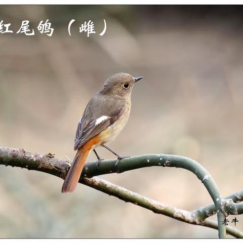 2023年三月我的每日一鸟