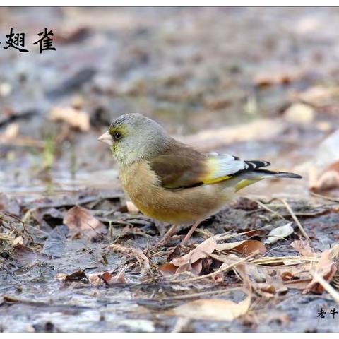 2023年四月份我的每日一鸟