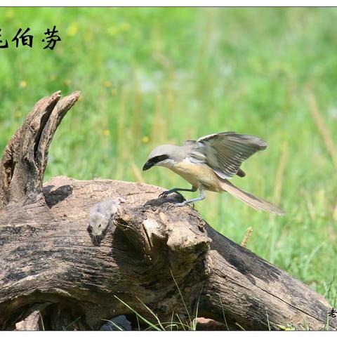 2023年6月我的每日一鸟