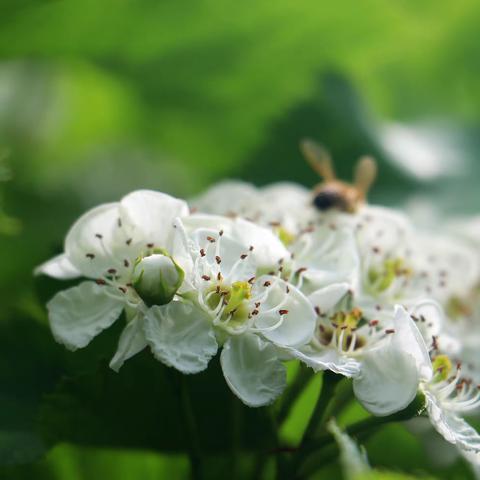 【大美平阴·醉在榆山】四月花枝云雪净，试看秋后红果熟。