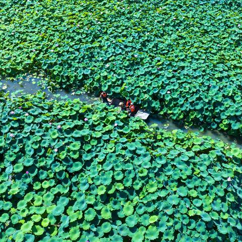 万亩红莲怒放！白云湖邀你闯入李清照的“藕花深处”