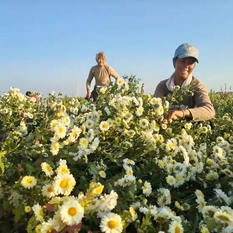 笃行不怠新征程 踔厉奋发向未来 ——北乡义镇党委、镇政府恭祝大家元旦快乐