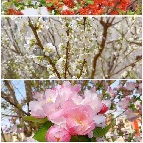鲜衣怒马少年时，不负韶华行且笃 ——永年区第五实验学校 ﻿八年级培优动员会纪实