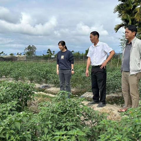 文罗镇党委书记罗杏深入坡村田洋实地查看冬季瓜菜生产种植情况