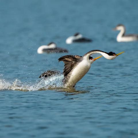 西部鸊鷉(Western Grebes)